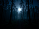 Bois du loup